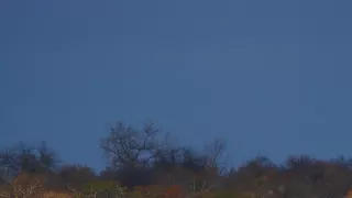 Biele levy - zrodené v divočine (2/2)