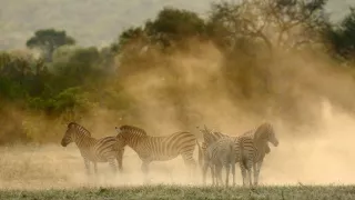 Biele levy - zrodené v divočine (2/2)