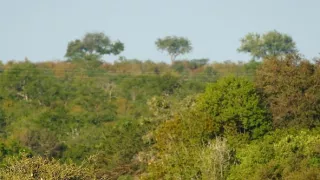 Biele levy - zrodené v divočine (2/2)