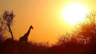 Biele levy - zrodené v divočine (2/2)