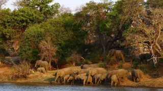 Biele levy - zrodené v divočine (2/2)