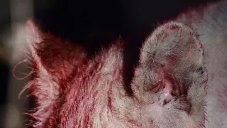 Biele levy - zrodené v divočine (2/2)