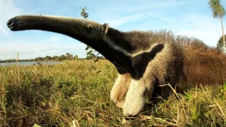 Lydia a obři: Divoký Pantanal