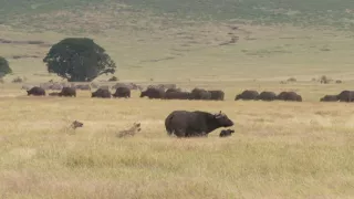 Království divočiny: Hyeny skvrnité, Tanzanie