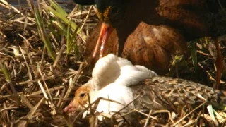 Království divočiny: Jespák bojovný