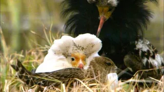 Království divočiny: Jespák bojovný