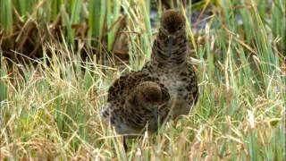 Království divočiny: Jespák bojovný