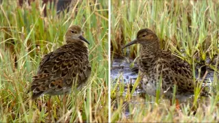 Království divočiny: Jespák bojovný