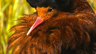 Království divočiny: Jespák bojovný