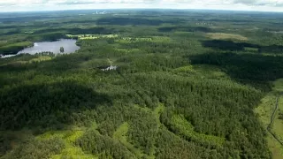 Království divočiny: Jespák bojovný