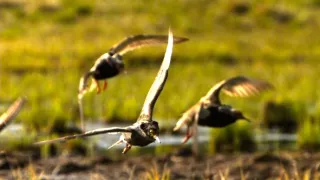 Království divočiny: Jespák bojovný