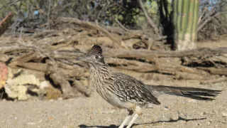Začalo to v Yellowstone - národné parky USA a ich príroda