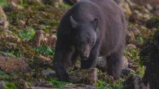 Začalo to v Yellowstone - národné parky USA a ich príroda