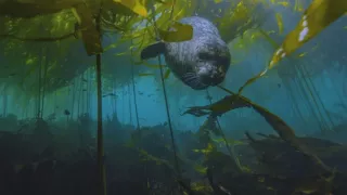 Začalo to v Yellowstone - národné parky USA a ich príroda