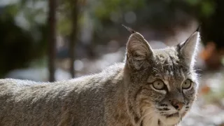 Začalo to v Yellowstone - národné parky USA a ich príroda