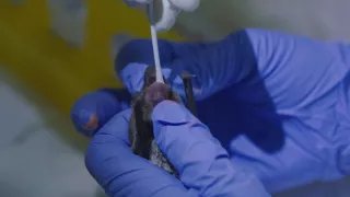 Neuvěřitelné schopnosti netopýrů