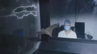 Neuvěřitelné schopnosti netopýrů