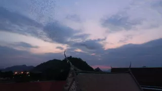 Neuvěřitelné schopnosti netopýrů