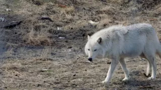 Vražedný národ II (3)