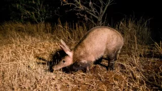 Spolužitie v africkej divočine