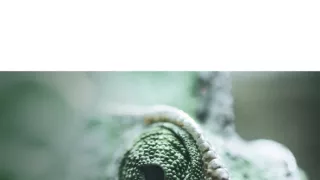 Síla instinktů (1)