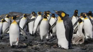 Zázračná planeta: Špioni v přírodě (4/4)