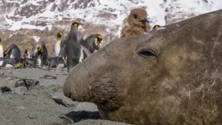 Zázračná planeta: Špioni v přírodě (4/4)
