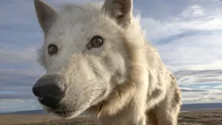 Zázračná planeta: Špioni v přírodě (4/4)