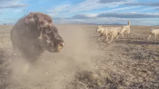 Zázračná planeta: Špioni v přírodě (4/4)