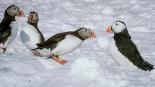 Zázračná planeta: Špioni v přírodě (4/4)