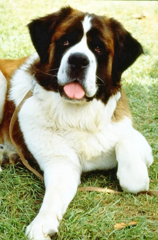 Beethoven, 1992 - fotogaléria