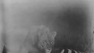 Archa svetiel a tieňov