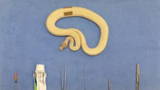 Pytóny, nelegálne obchody s exotickými zvieratami