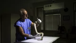 Pytóny, nelegálne obchody s exotickými zvieratami