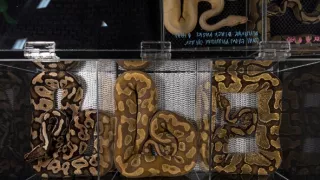 Pytóny, nelegálne obchody s exotickými zvieratami