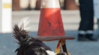 Schopnosti a roly psích miláčikov v živote človeka (5/7)