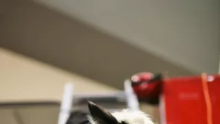 Schopnosti a roly psích miláčikov v živote človeka (5/7)