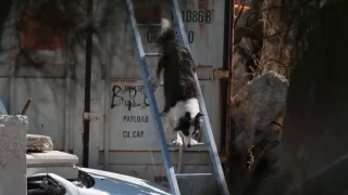 Schopnosti a roly psích miláčikov v živote človeka (5/7)