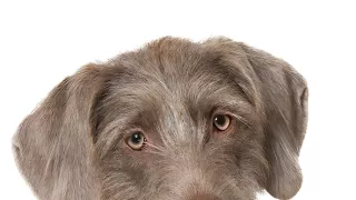 Schopnosti a roly psích miláčikov v živote človeka (5/7)