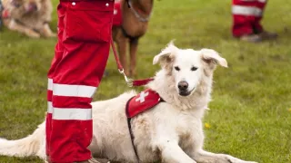 Schopnosti a roly psích miláčikov v živote človeka (5/7)