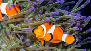 Nečekaná partnerství