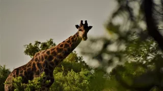 Na cestě po jihoafrickém Gautengu