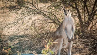 Trabantem z Austrálie do Asie (7)