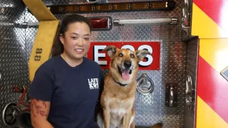 Jedinečné psie povolania (1)