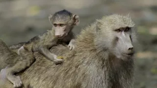 V zemi primátů (4)