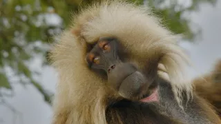 V zemi primátů (4)