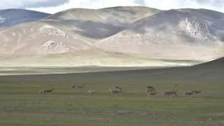 Divoká príroda Číny (1/2)