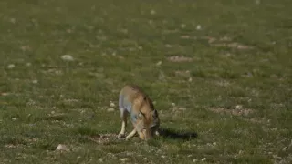 Divoká príroda Číny (1/2)