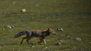 Divoká príroda Číny (1/2)