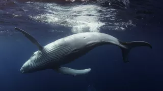 Modré srdce planety: Mořské proudy (2)